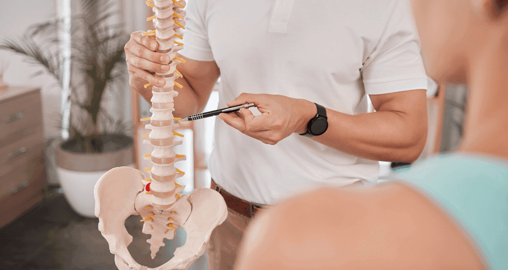 The human spine — the focus of chiropractic care