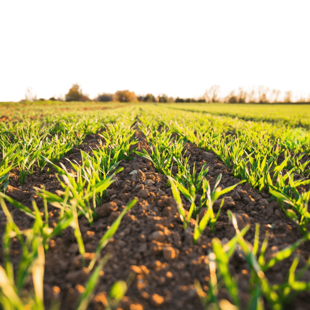 Growing field representing the healthy future MAHA Center envisions for America